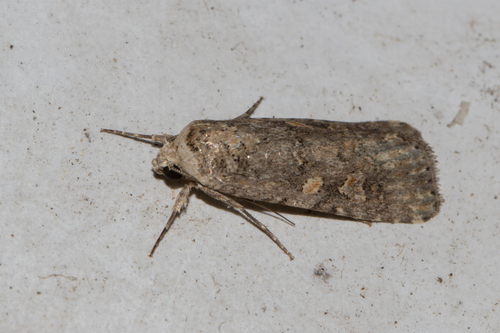 Beet Armyworm Moth