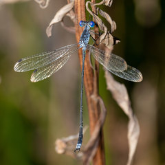 Lestes tridens
