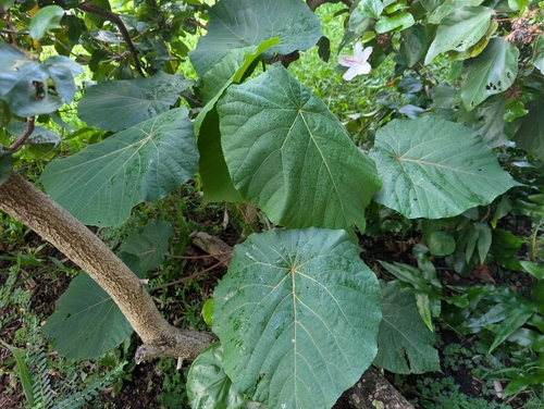 Macaranga tanarius, 2026-09-22