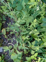 Lactuca tatarica, photograph author not stated, no rights reserved
