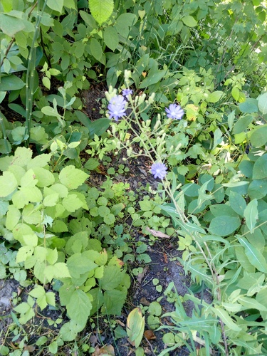 Lactuca tatarica, photograph 5