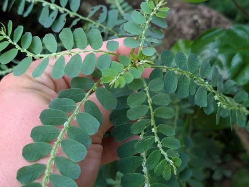 Phyllanthus leucanthus observed 2026-09-22