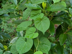 Ipomoea obscura