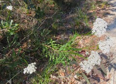 Conospermum longifolium