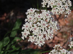 (c) ian_mcallan, some rights reserved (CC BY) Conospermum longifolium, photograph (c) ian_mcallan, some rights reserved (CC BY)