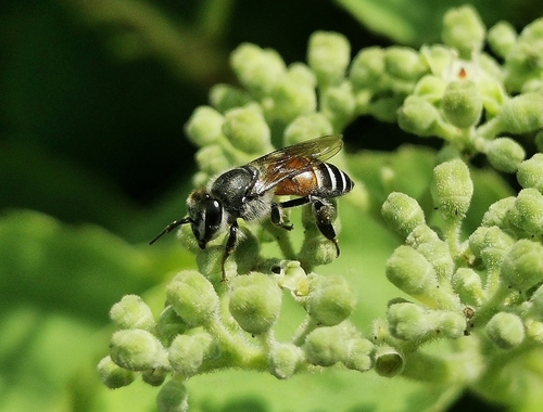 Red Dwarf Honey Bee