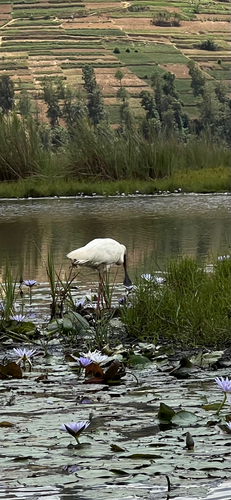 African Spoonbill