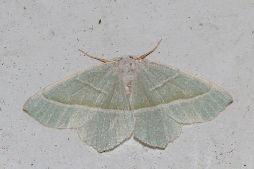 Light Emerald