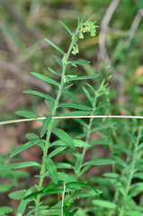 Gonocarpus elatus