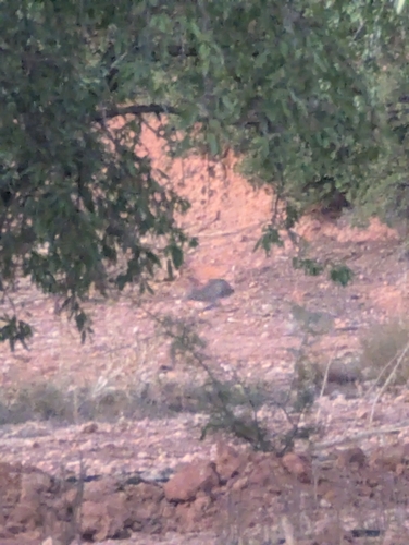 European Rabbit