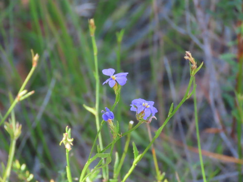 Dampiera stricta, photograph 4