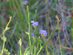 Dampiera stricta, photograph (c) ian_mcallan, some rights reserved (CC BY)