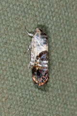 Eupselia carpocapsella