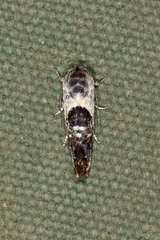 Eupselia carpocapsella