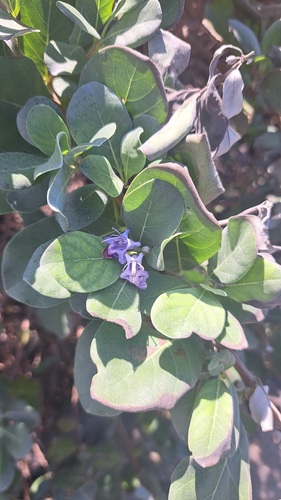 Beach Vitex