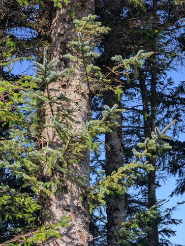 Sitka spruce