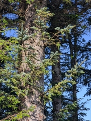Picea sitchensis, photograph (c) Rachel Stringham, some rights reserved (CC BY)