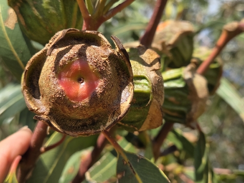 red-capped gum