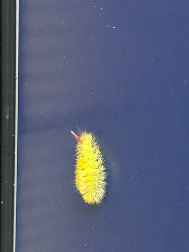 Pale Tussock Moth