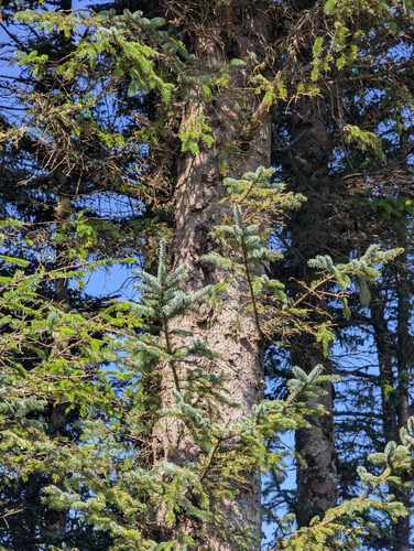 Picea sitchensis, photograph 5