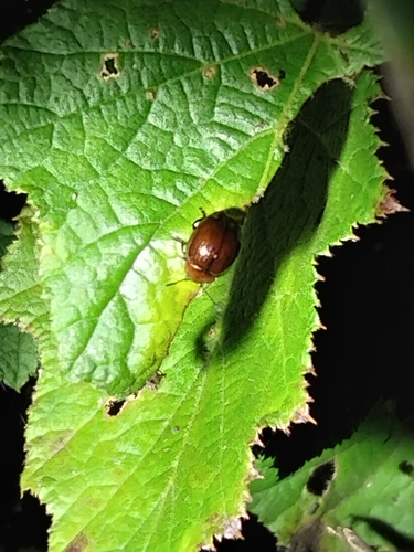 Odontoedon fulvescens