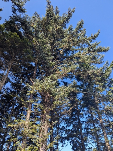 Picea sitchensis, photograph 6