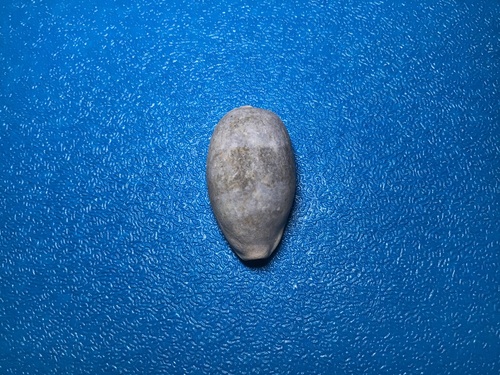 Erroneous Cowrie