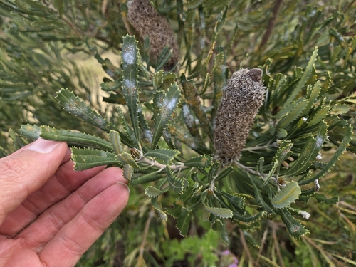 Candlestick Banksia