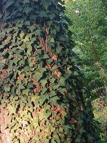 common ivy