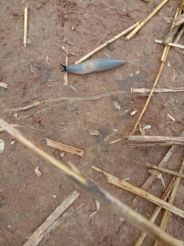 Black-headed Slug