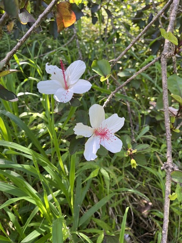 Hibiscus arnottianus observed 2026-09-21