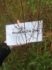 Artemisia campestris