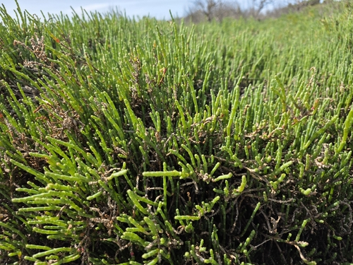 Salicornia quinqueflora, photograph 5