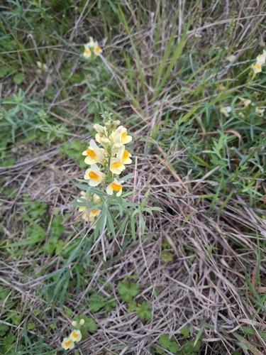 common toadflax
