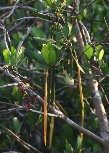 rib-fruited yellow mangrove (Marine Plants) · iNaturalist