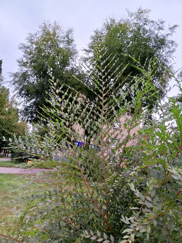 Ulmus pumila, photograph 4