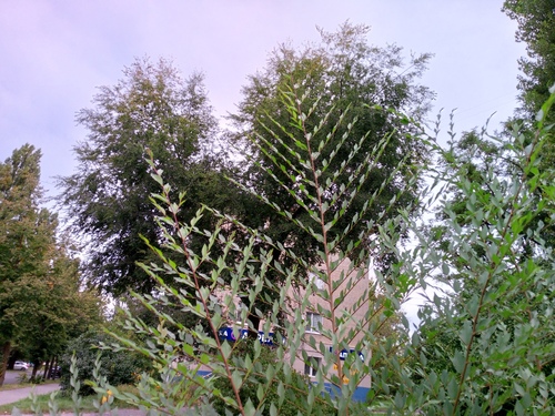 Ulmus pumila, photograph 3