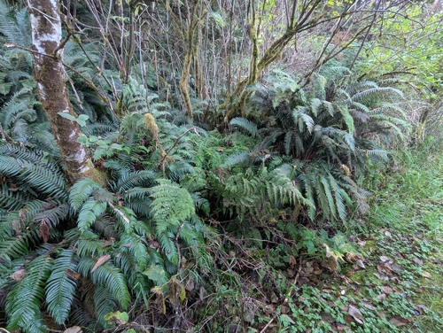 western sword fern