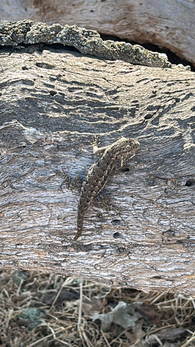 iNaturalist observation photo of Western Fence Lizard