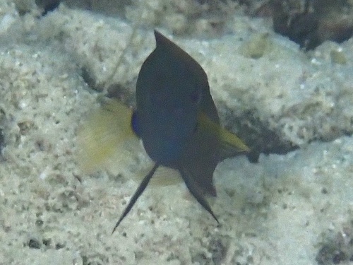 Pseudochromis fuscus observed 2026-09-19