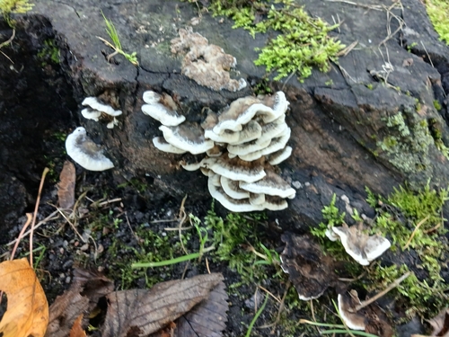 Smoky polypore