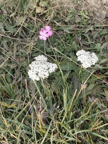 common yarrow