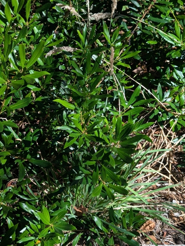 Pacific Wax myrtle