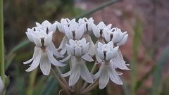Asclepias angustifolia