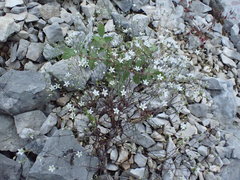 Arenaria provincialis