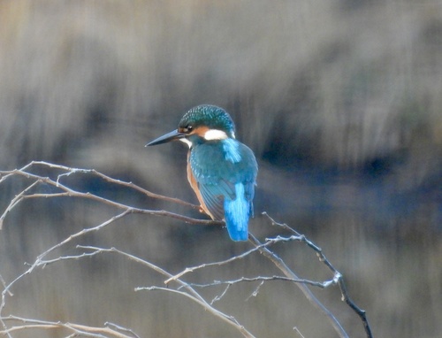 Common Kingfisher