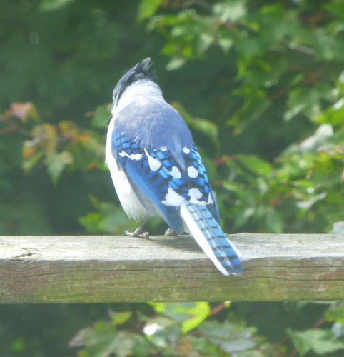 Blue Jay