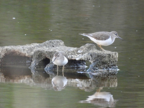 Common Sandpiper
