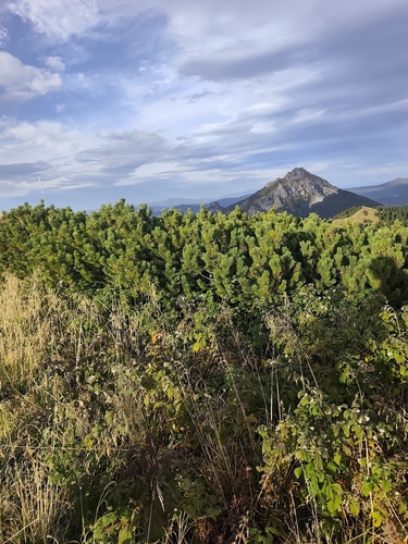 mountain pine