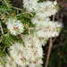 Melaleuca lanceolata - Photo (c) Chris Lindorff,  זכויות יוצרים חלקיות (CC BY), הועלה על ידי Chris Lindorff